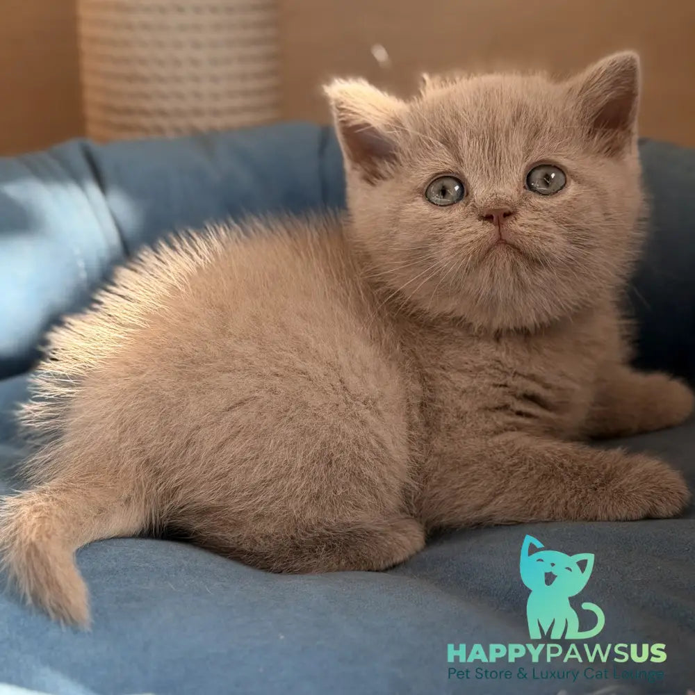 Snoopy British Shorthair male lilac - live animals