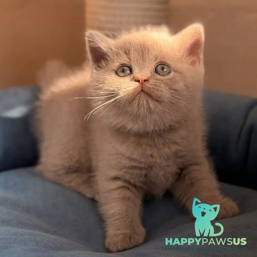 Snoopy British Shorthair male lilac - live animals
