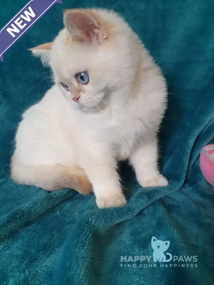 Snow British Shorthair male chocolate golden shaded pointed live animals