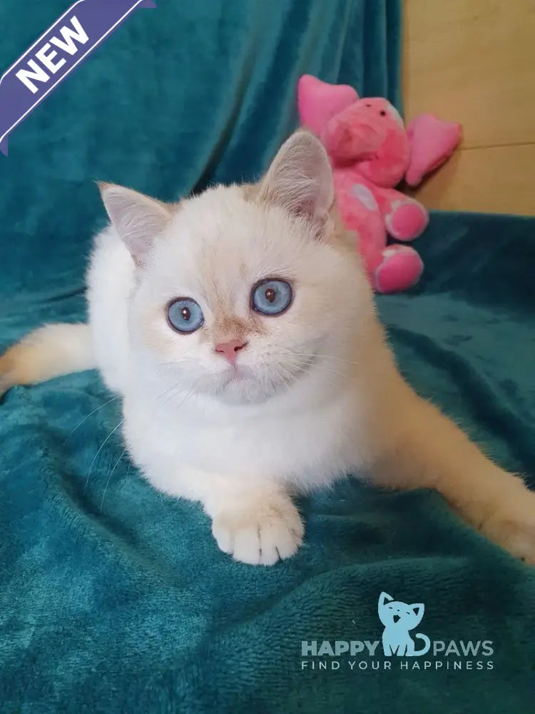 Snow British Shorthair male chocolate golden shaded pointed live animals