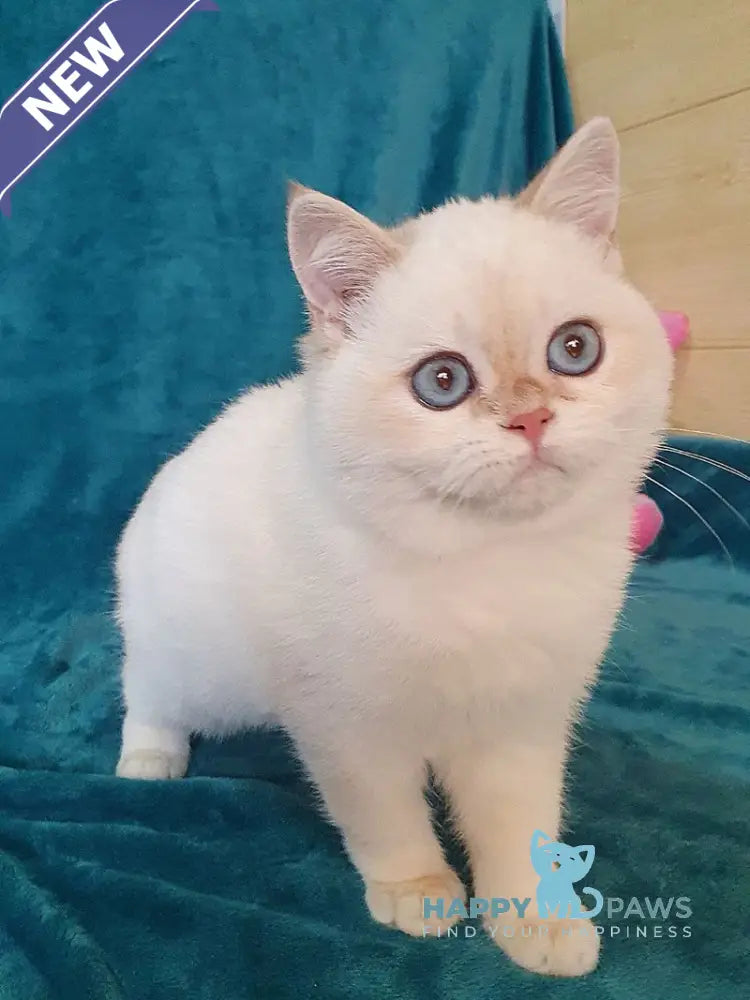 Snow British Shorthair male chocolate golden shaded pointed live animals