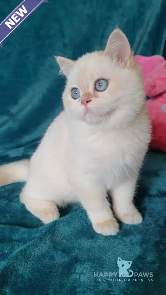 Snow British Shorthair male chocolate golden shaded pointed live animals