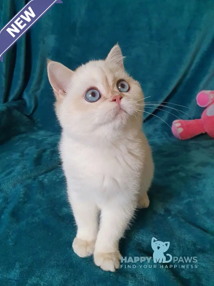 Snow British Shorthair male chocolate golden shaded pointed live animals