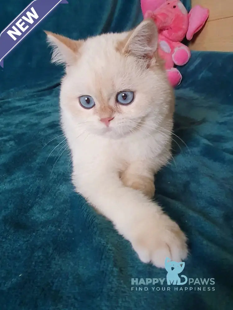 Snow British Shorthair male chocolate golden shaded pointed live animals