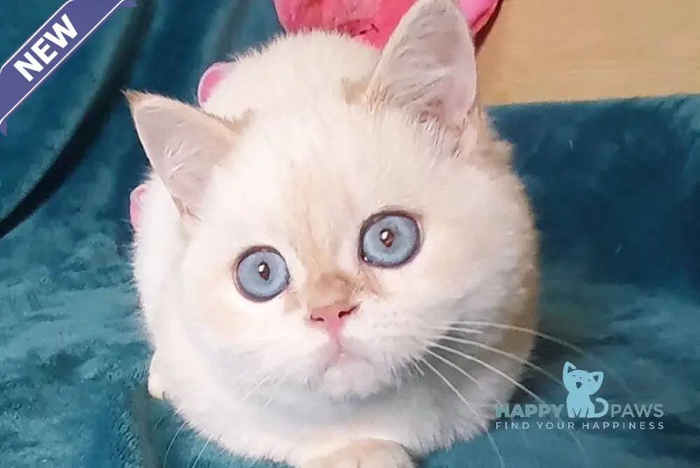 Snow British Shorthair male chocolate golden shaded pointed live animals