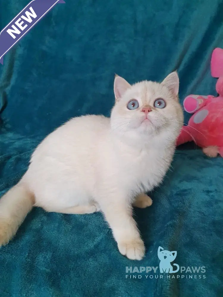 Snow British Shorthair male chocolate golden shaded pointed live animals