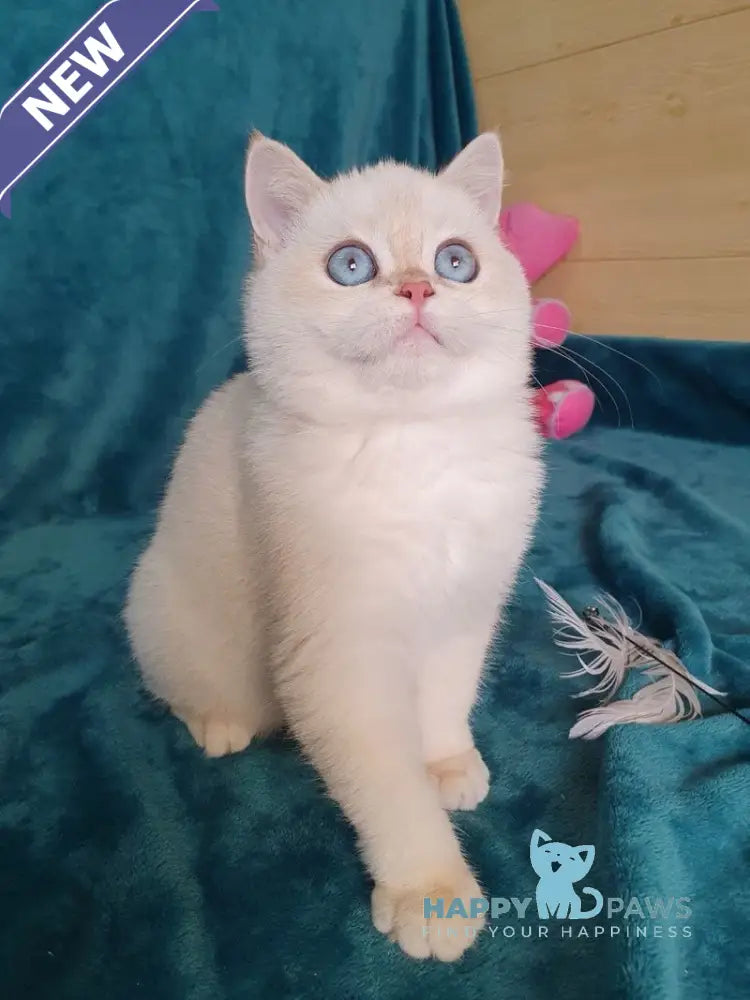 Snow British Shorthair male chocolate golden shaded pointed live animals