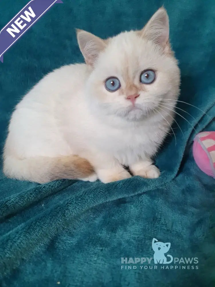 Snow British Shorthair male chocolate golden shaded pointed live animals