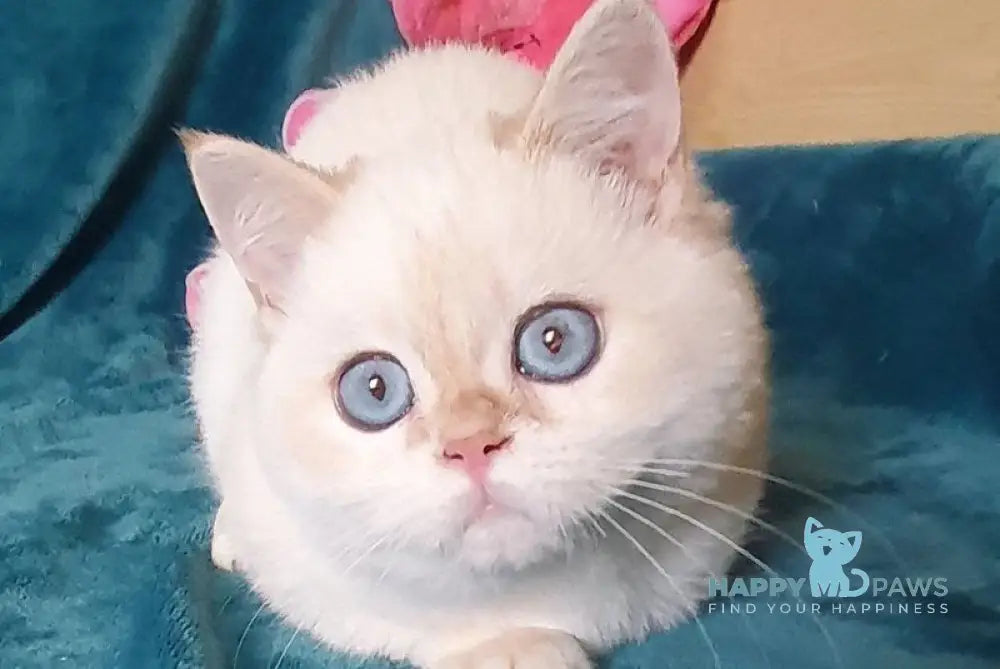 Snow British Shorthair male chocolate golden shaded pointed live animals