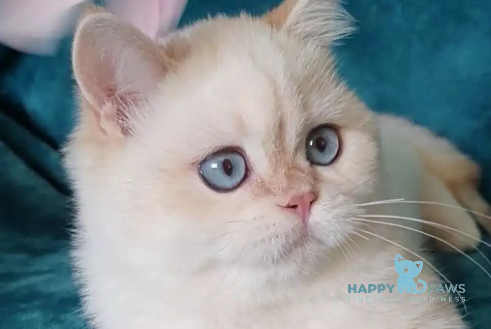 Snow British Shorthair male chocolate golden shaded pointed live animals