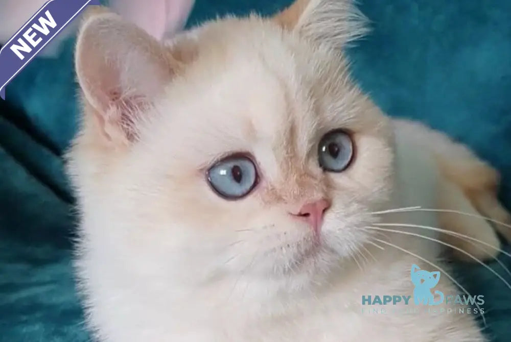 Snow British Shorthair male chocolate golden shaded pointed live animals