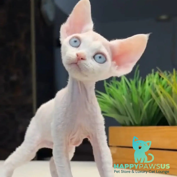 Snow Devon Rex female white - live animals