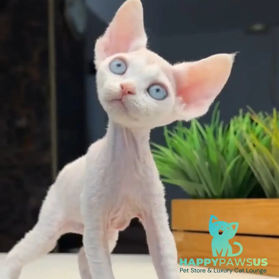 Snow Devon Rex female white - live animals