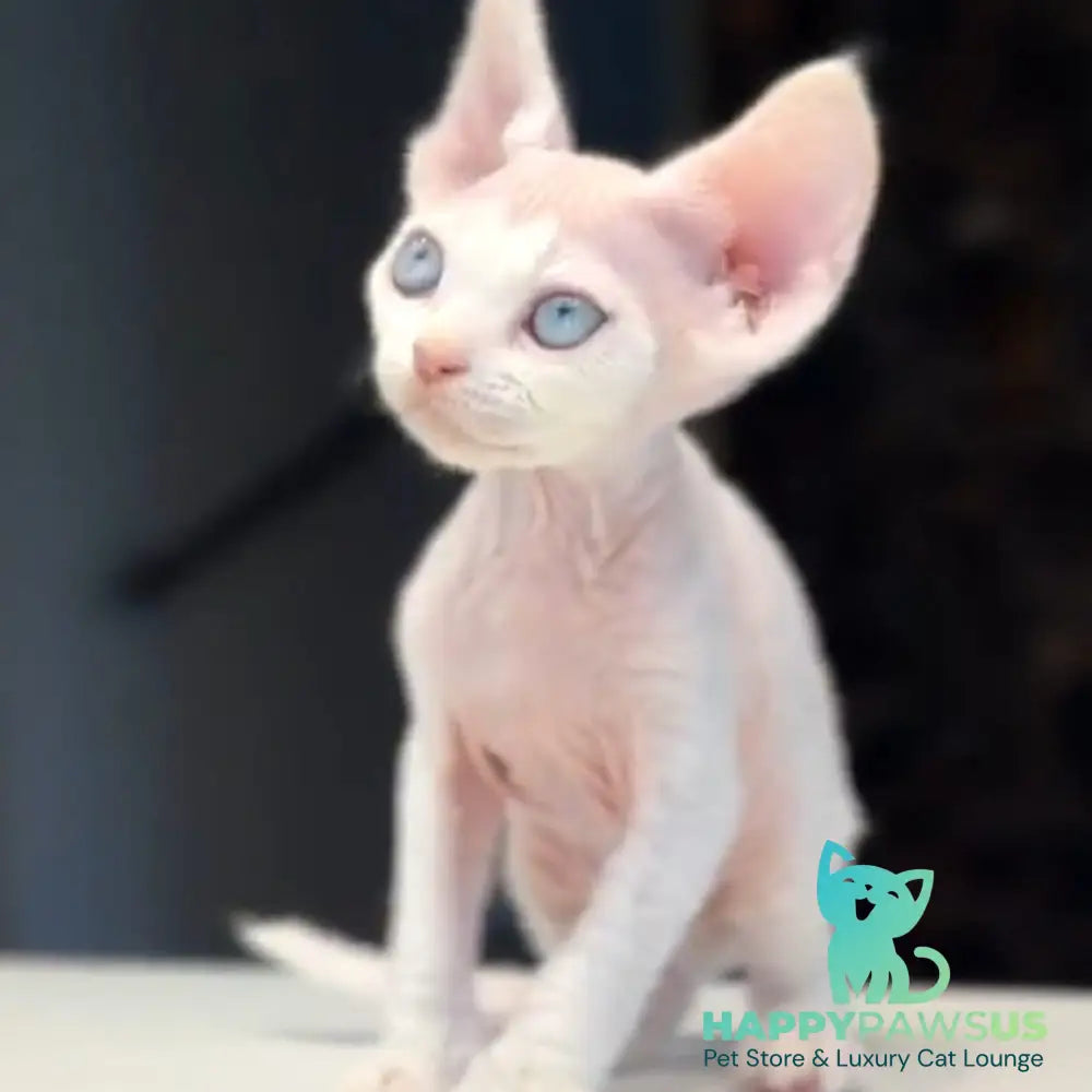 Snow Devon Rex female white - live animals