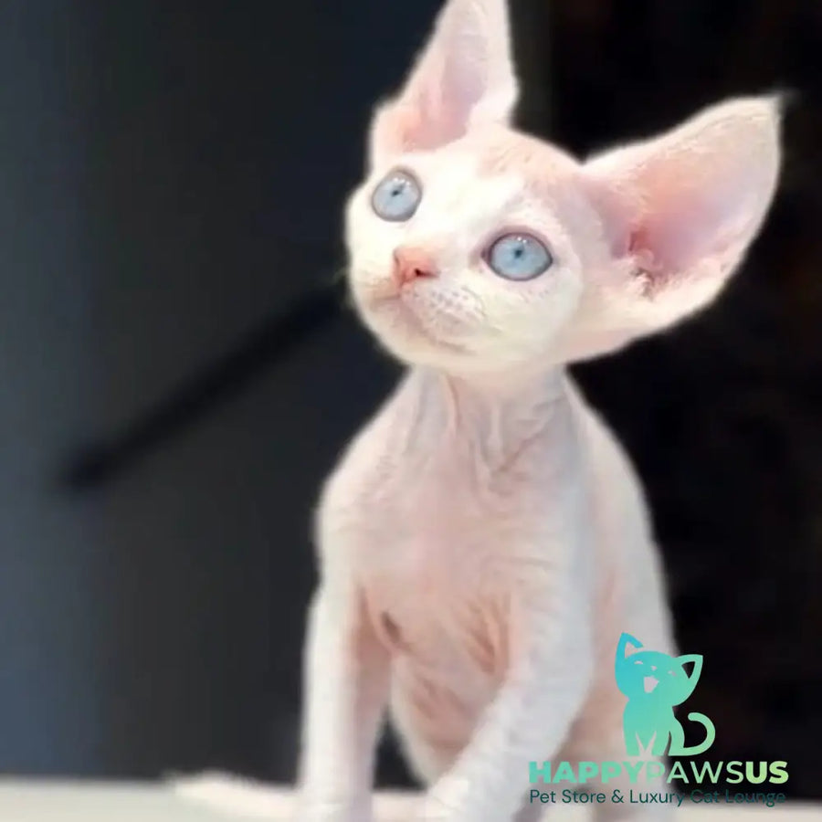 Snow Devon Rex female white - live animals