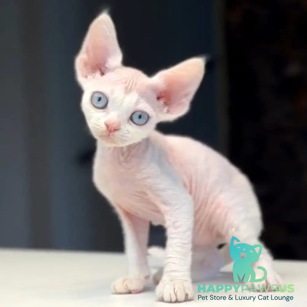 Snow Devon Rex female white - live animals