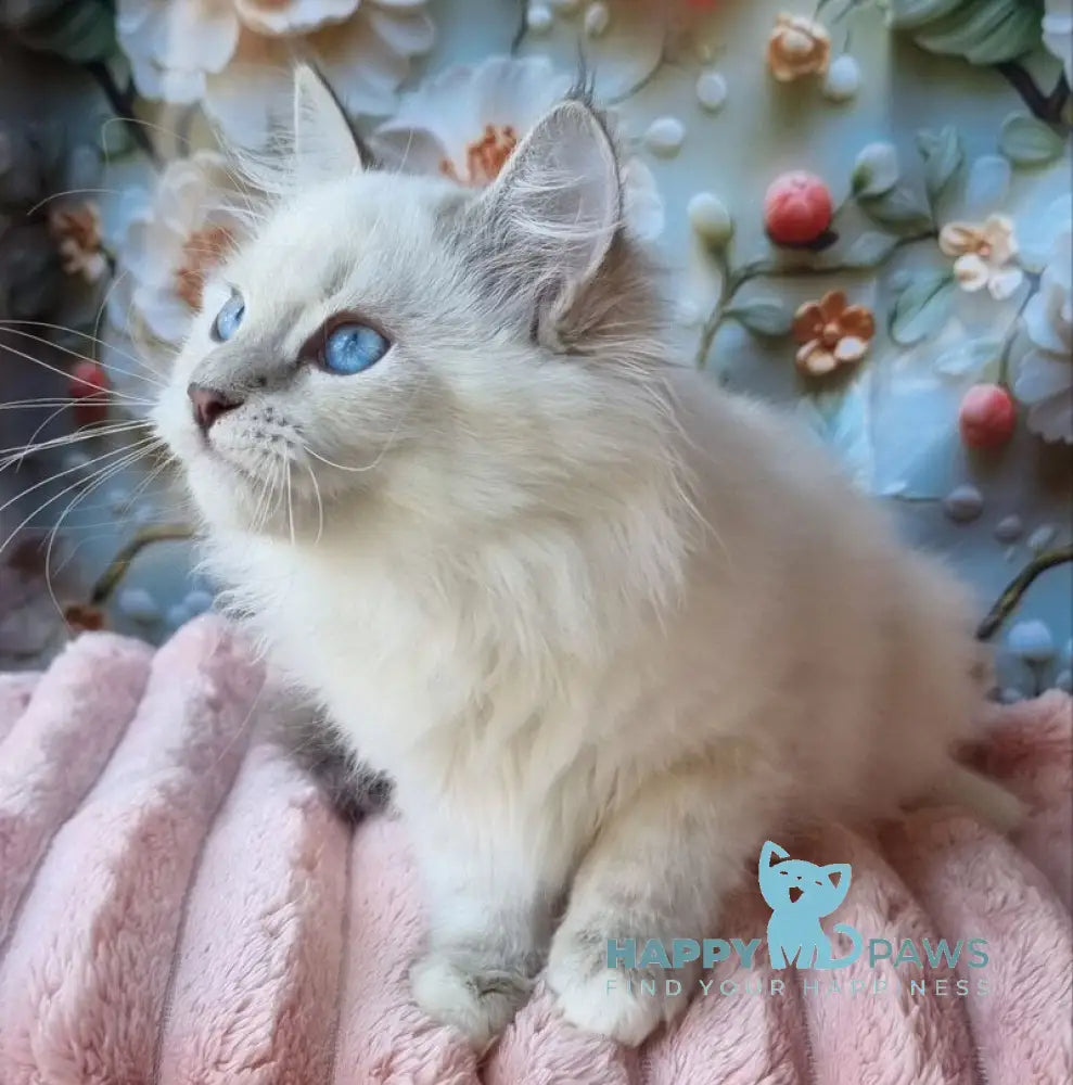 Snowy Siberian female blue tabby pointed with white live animals