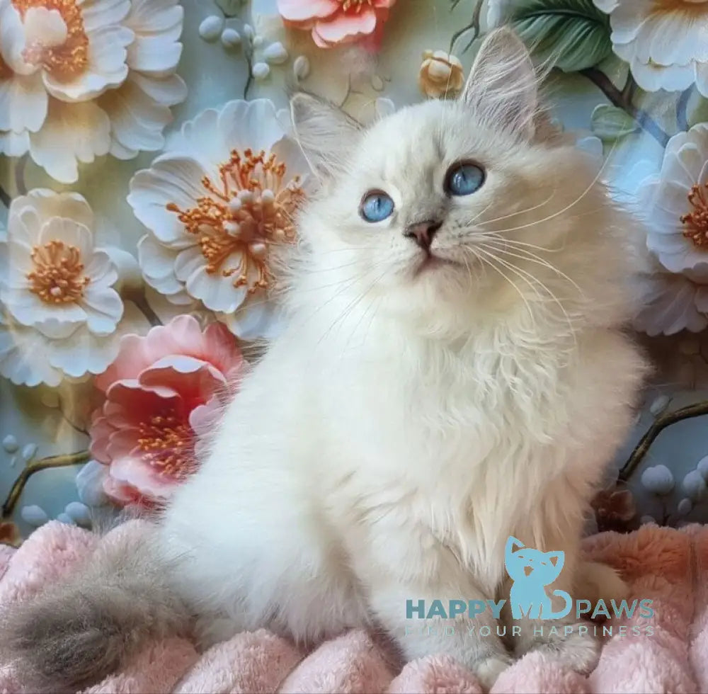Snowy Siberian female blue tabby pointed with white live animals