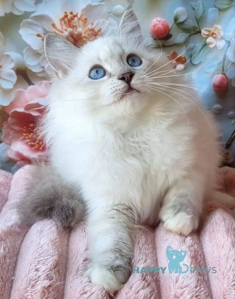 Snowy Siberian female blue tabby pointed with white live animals