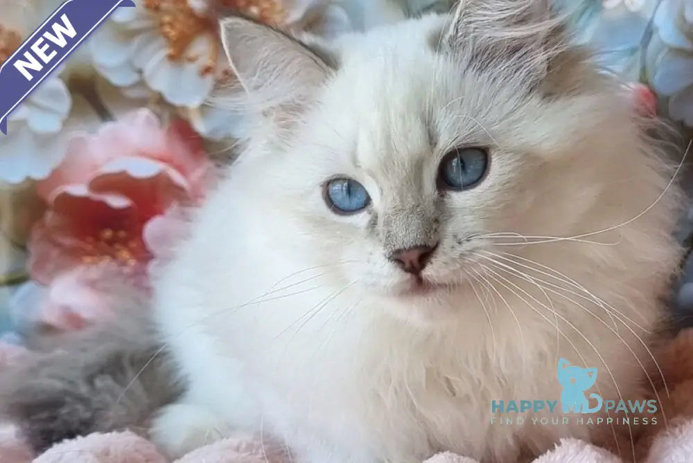Snowy Siberian female blue tabby pointed with white live animals