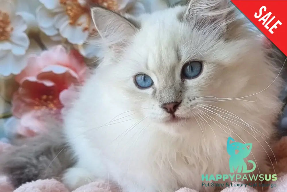 Snowy Siberian female blue tabby pointed with white live animals