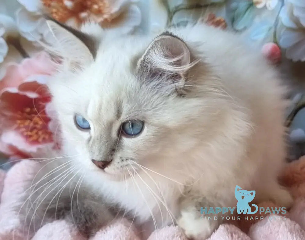 Snowy Siberian female blue tabby pointed with white live animals