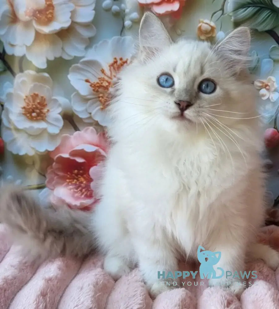 Snowy Siberian female blue tabby pointed with white live animals
