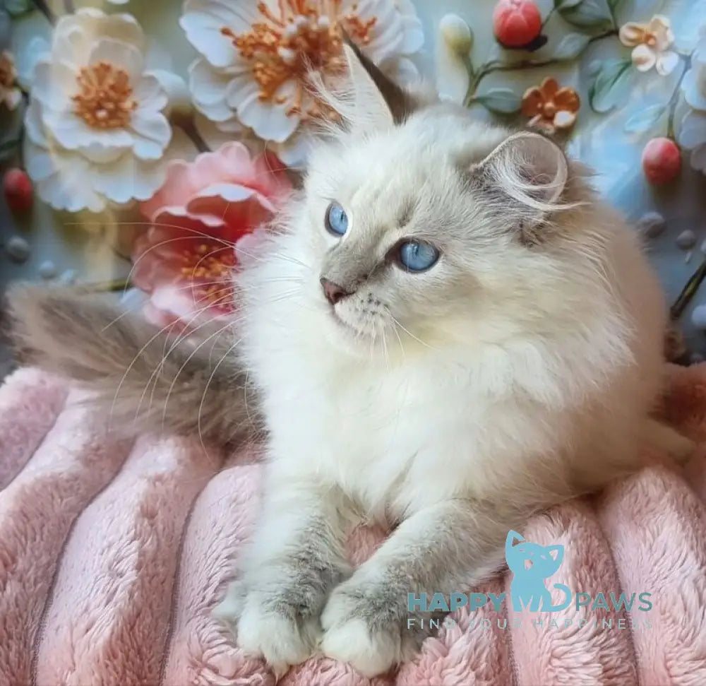 Snowy Siberian female blue tabby pointed with white live animals