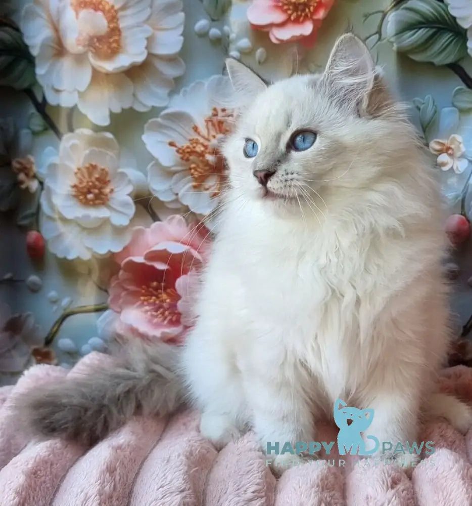 Snowy Siberian female blue tabby pointed with white live animals