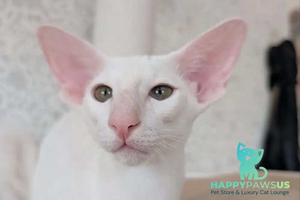 Snuppi Oriental Shorthair male white - live animals