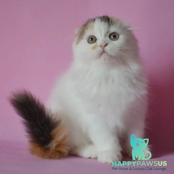 Sofa Scottish Fold female black tortie van - live animals