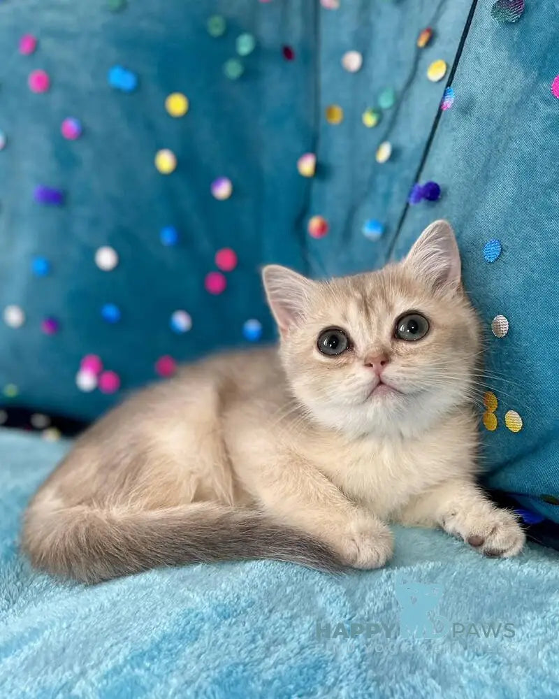 Sofi British Shorthair female blue golden shaded live animals