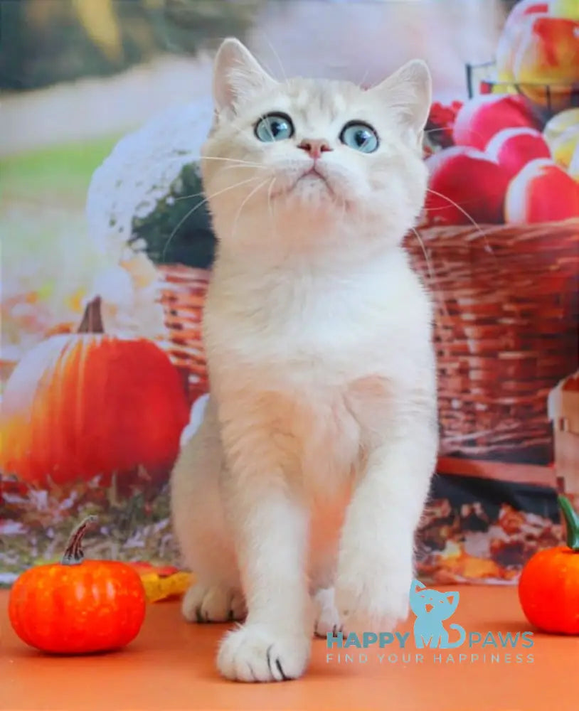 Sofi British Shorthair female blue golden shaded live animals