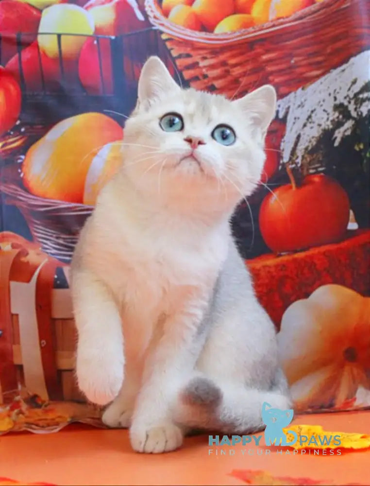 Sofi British Shorthair female blue golden shaded live animals