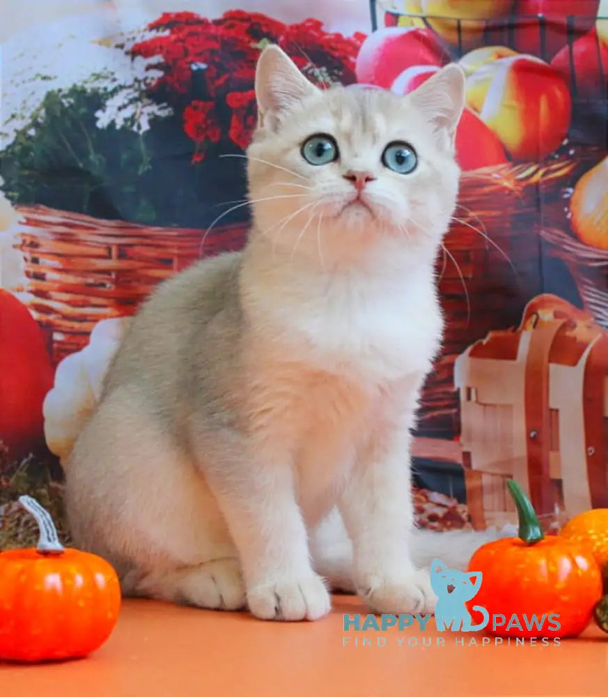 Sofi British Shorthair female blue golden shaded live animals