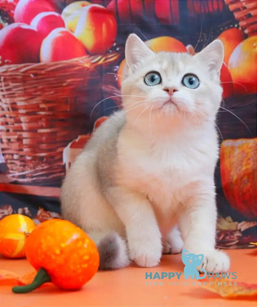 Sofi British Shorthair female blue golden shaded live animals