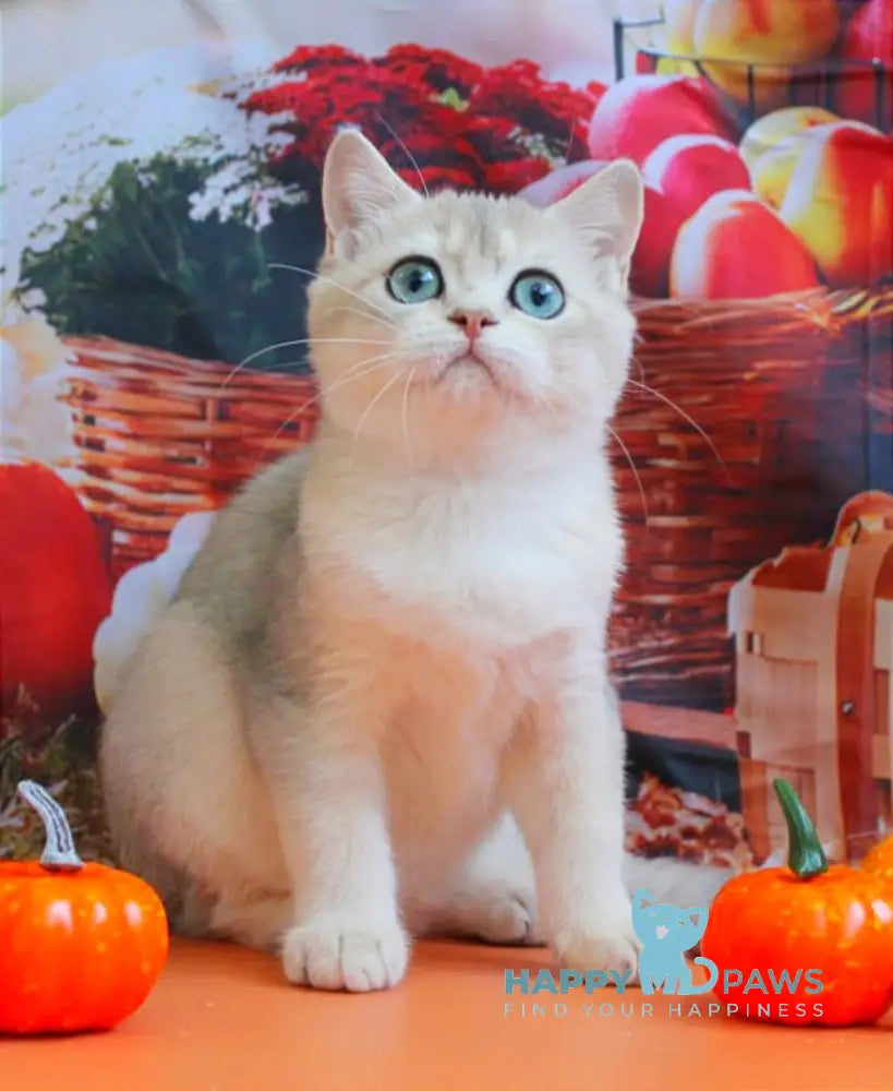 Sofi British Shorthair female blue golden shaded live animals