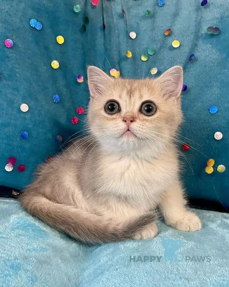 Sofi British Shorthair female blue golden shaded live animals