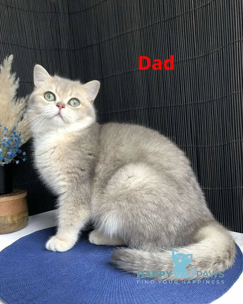 Sofi British Shorthair female blue golden shaded live animals