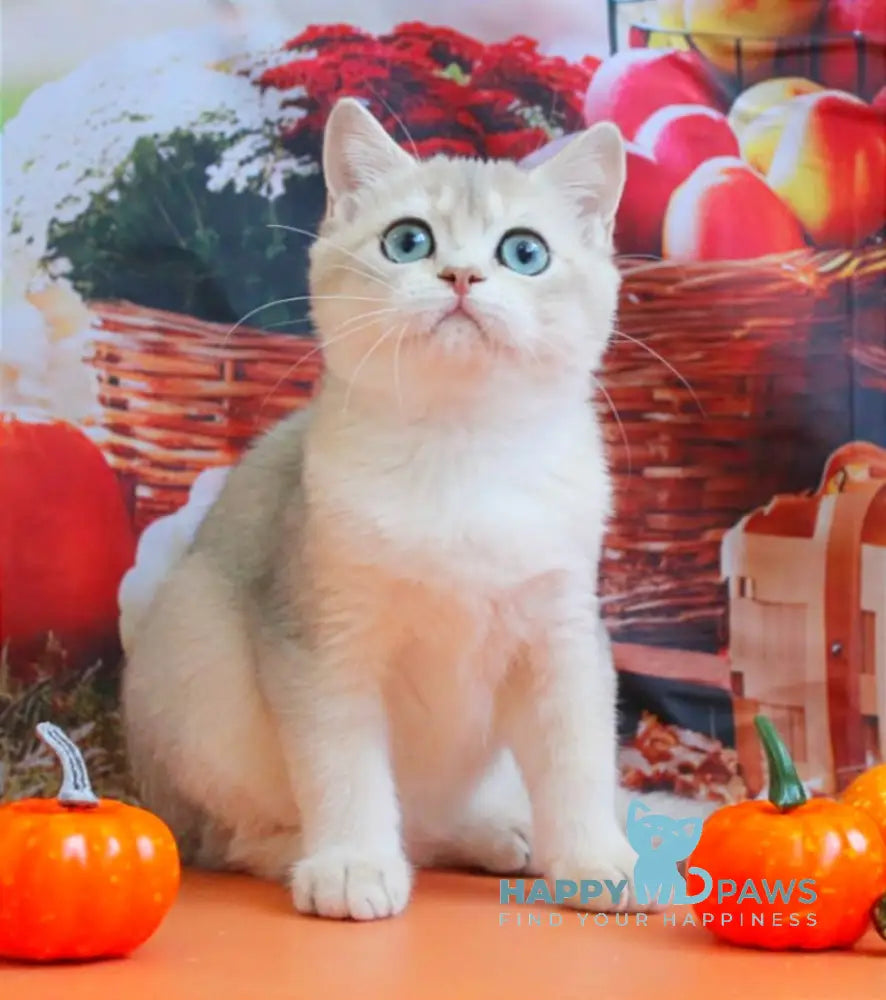 Sofi British Shorthair female blue golden shaded live animals