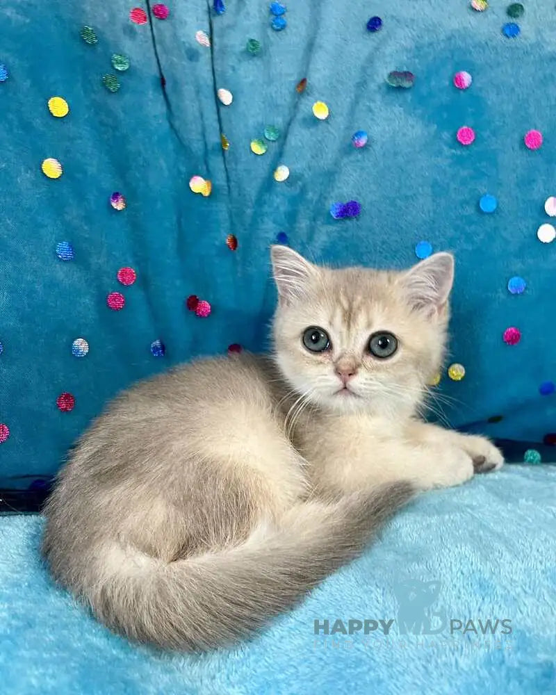Sofi British Shorthair female blue golden shaded live animals