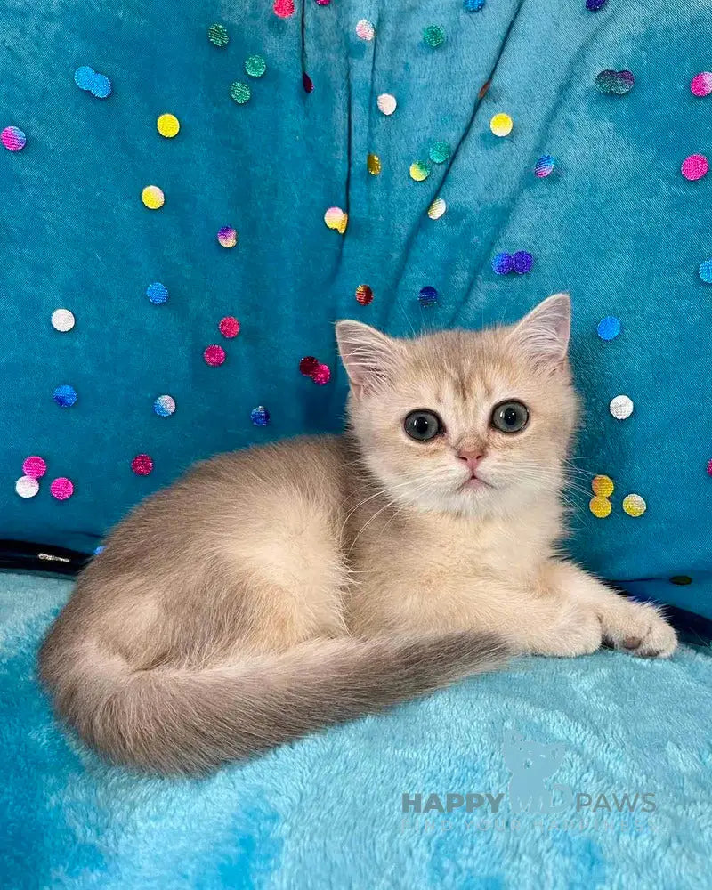 Sofi British Shorthair female blue golden shaded live animals