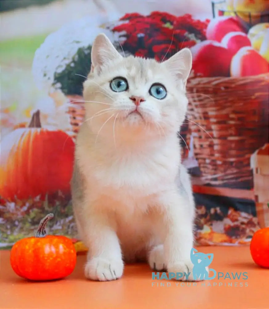 Sofi British Shorthair female blue golden shaded live animals