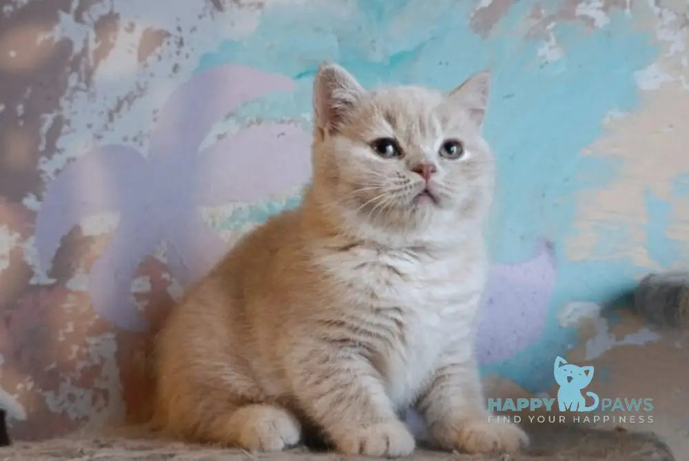 Sofi British Shorthair female cream live animals