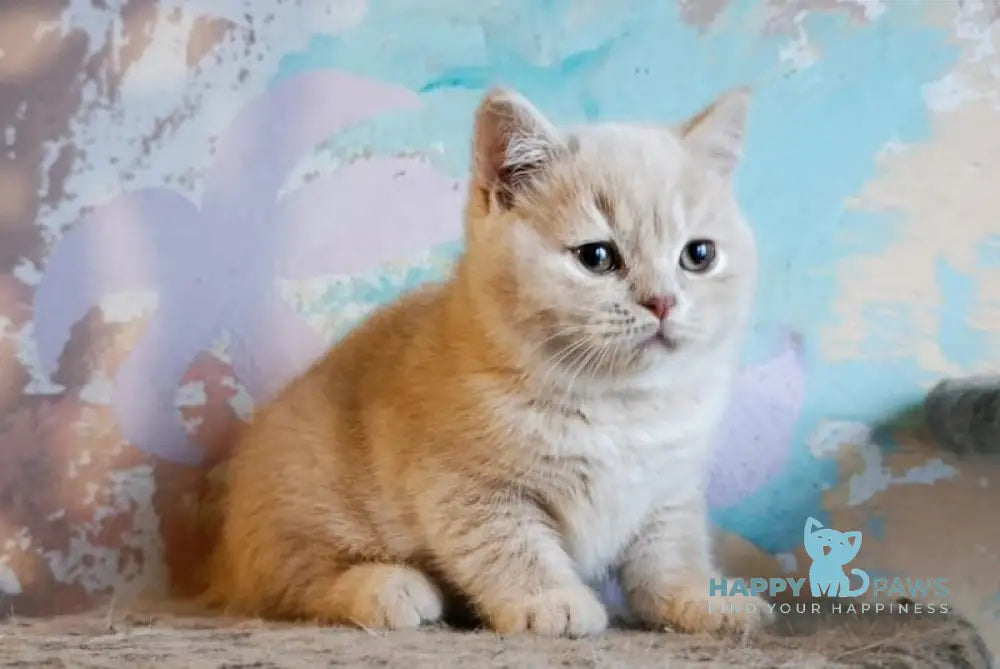 Sofi British Shorthair female cream live animals