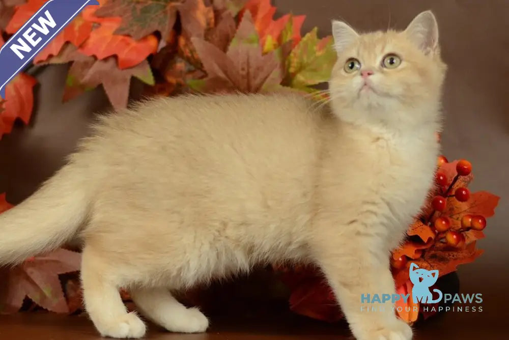 Sofi British Shorthair female lilac golden chinchilla live animals
