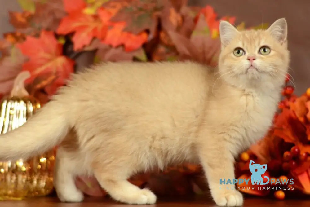 Sofi British Shorthair female lilac golden chinchilla live animals