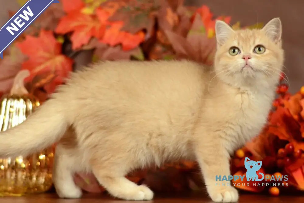 Sofi British Shorthair female lilac golden chinchilla live animals