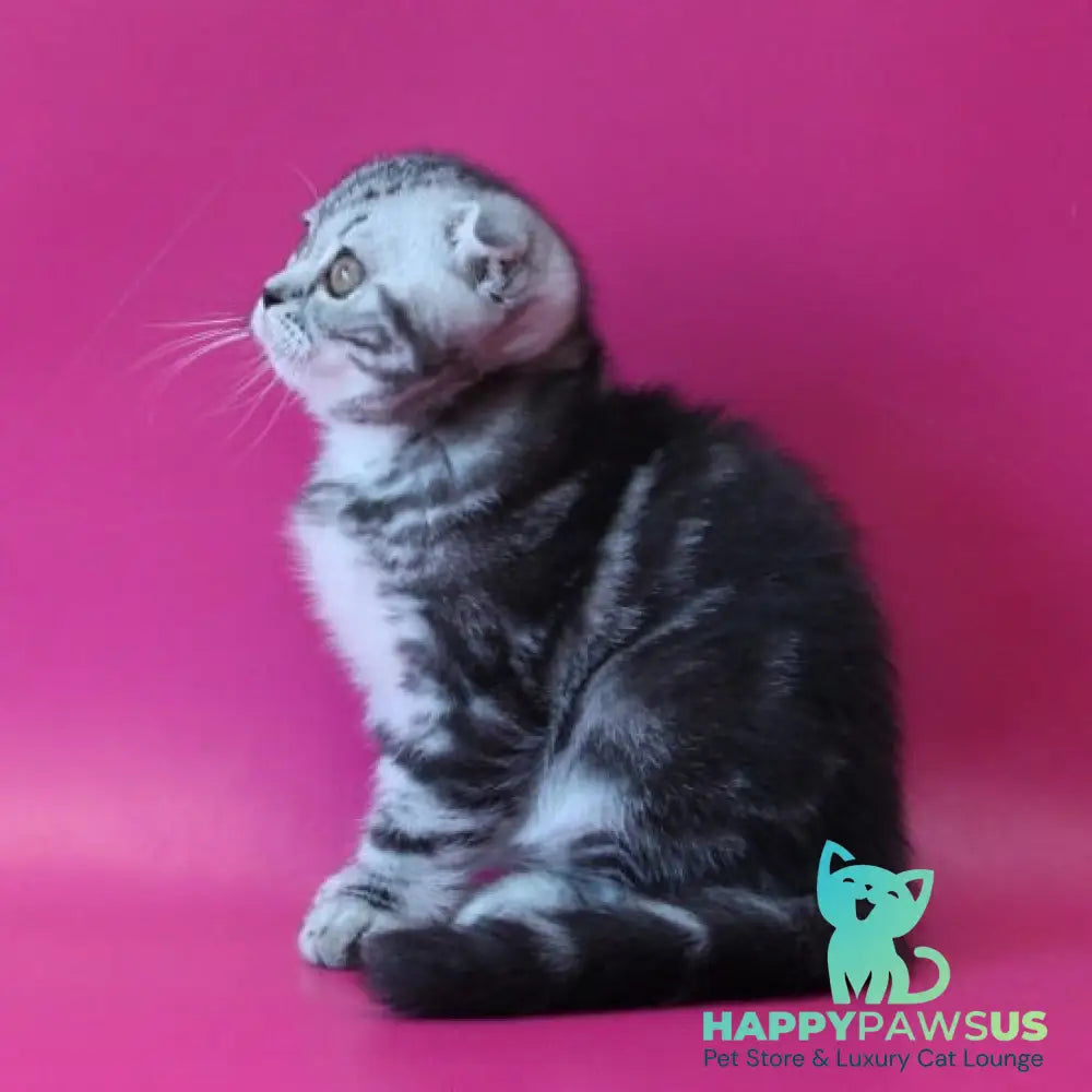 Sofi Scottish Fold female black silver tabby - live animals