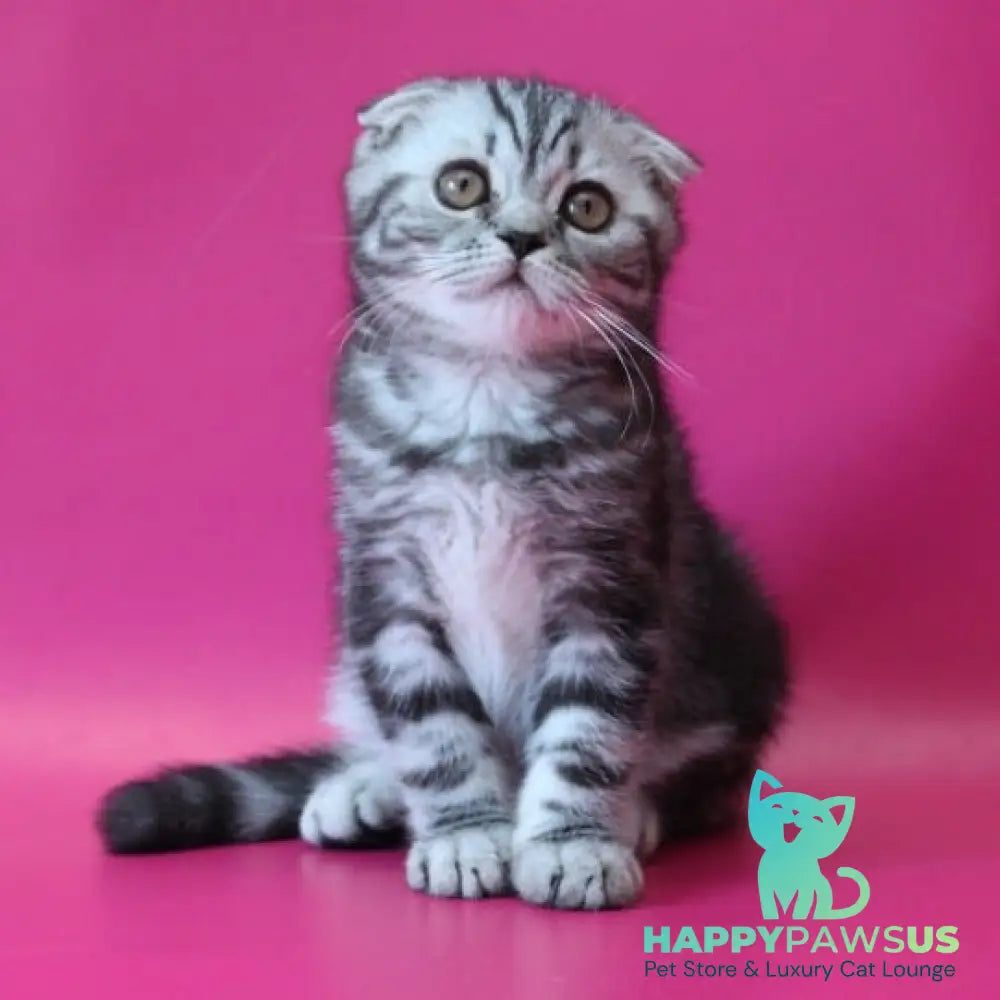 Sofi Scottish Fold female black silver tabby - live animals